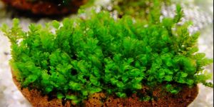 Мох Хомалія/Homalia sp. Rosa moss