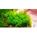 Мох Хомалія/Homalia sp. Rosa moss