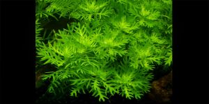 Хоттонія палюстріс / Hottonia palustris