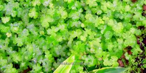 Гідрокотила трипартиту / Hydrocotyle Tripartita