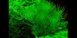 Гідротрих / Гідротрих / Hydrotriche hottoniiflora