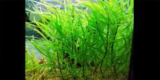 Гигрофила Иволистная / Hygrophila Angustifolia