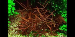 Гігрофіла Арагвая / Hygrophila sp. Araguaia