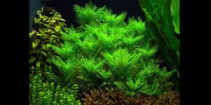 Гігрофіла Бальзамічна / Hygrophila Balsamica