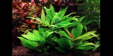 Гігрофіла Корімбоза Компакт / Hygrophila Corymbosa Compact