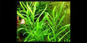 Гігрофіла Крінлед / Hygrophila Crinkled