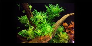 Гігрофіла Різнолиста / Hygrophila Difformis