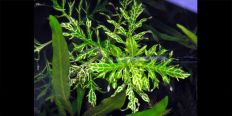 Гигрофила Разнолистная Вайс - Грюн / Hygrophila Difformis WeifiGrun