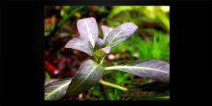 Гігрофіла Фіолетова / Hygrophila sp. Purple