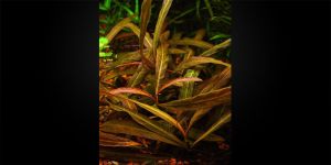 Гігрофіла Червона / Hygrophila sp. Red