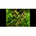 Гігрофіла Пантанал (Діодія Кунсей) / Hygrophila sp. Pantanal (Diodia cf. Kuntzei)