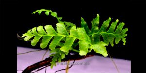 Папороть Hymenasplenium Obscurum (Crepidomanes auriculatum)