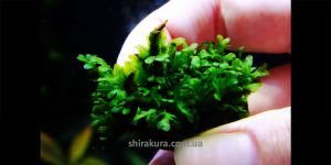 Папороть Hymenophyllaceae sp. Wayanad