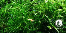 Яванский мох / Java moss / Taxiphyllum barbier