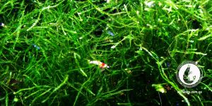 Яванський мох / Java moss / Taxiphyllum barbier