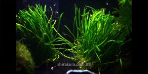 Лілаеопсис маклювання / Lilaeopsis Macloviana