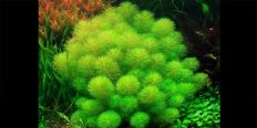 Лімнофіла Водна / Limnophila Aquatica Ambulia