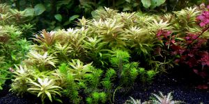 Лімнофіла Ароматика Міні / Limnophila Aromatica Mini
