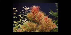 Лімнофіла Ароматика / Limnophila Aromatica