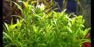 Лімнофіла Пункту Блюм / Limnophila Punctata Blume / Pogostemon cf pumilus