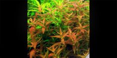Лімнофіла Репенс / Limnophila Repens