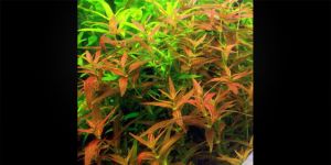 Лімнофіла Репенс / Limnophila Repens