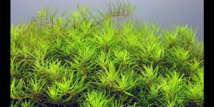 Лімнофіла В'єтнам міні / Limnophila Vietnam mini