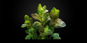 Ліндернія Крупноквіткова / Lindernia Grandiflora