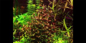 Ліндернія Індійська Червона / Lindernia Indica Red