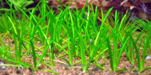 Літторелла / Littorella Uniflora