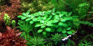 Лобелія пурпурна міні / Lobelia cardinalis Minima