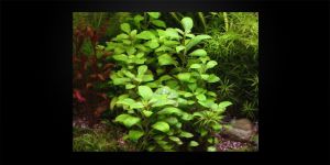 Лобелія пурпурна / Lobelia cardinalis