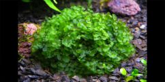 Мох печінковий / Loxogramme sp.Wave Moss