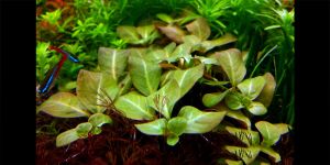 Людвігія Алата / Ludwigia Alata