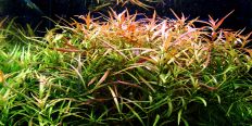 Ludwigia Arcuata