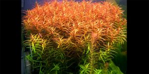 Людвігія Бревіпес / Ludwigia Brevipes