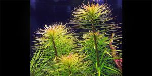 Людвігія Інкліната Арагуая / Ludwigia Inclinata sp. Araguaia