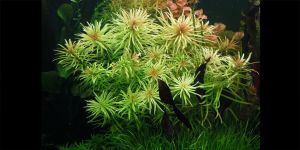 Людвігія Інкліната Куба / Ludwigia Inclinata Cuba