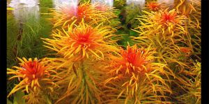 Людвігія Інкліната Пантанал / Ludwigia Inclinata Pantanal