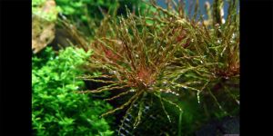 Людвігія Інкліната Торнадо / Ludwigia Inclinata sp. Tornado