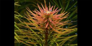 Людвігія Інкліната / Ludwigia Inclinata