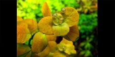 Ludwigia Marilia