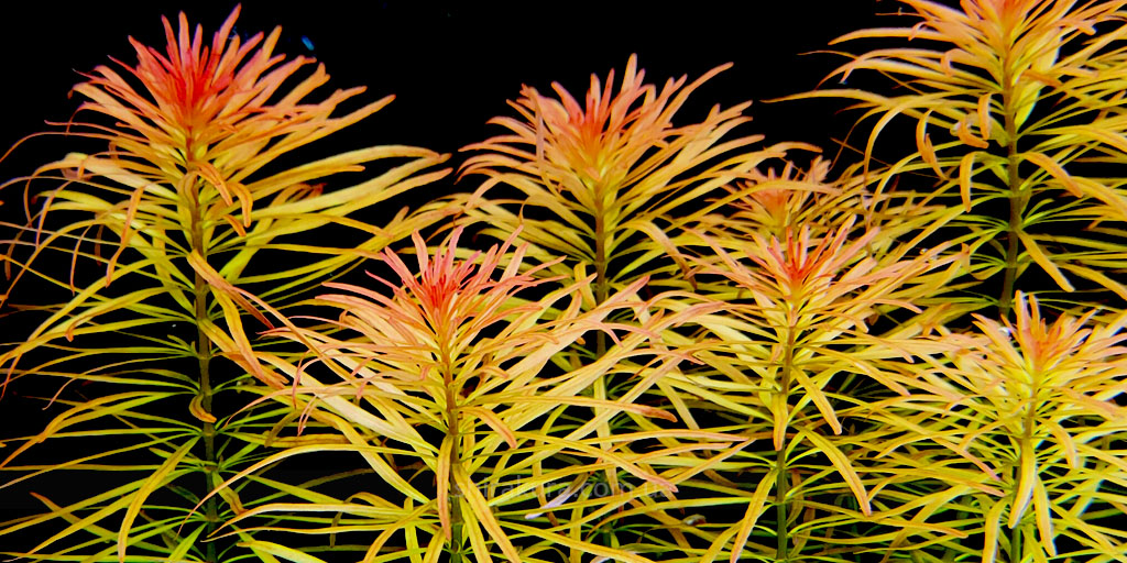 Людвігія Інкліната Мета / Ludwigia inclinata var. verticillata Meta Людвігія Інкліната Мета / Ludwigia inclinata var. verticillata Meta