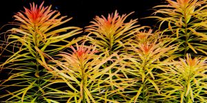 Людвігія Інкліната Мета / Ludwigia inclinata var. verticillata Meta