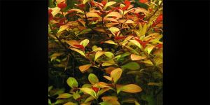 Людвігія Повзуча / Ludwigia Natans