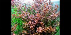 Ludwigia Ovalis Pink