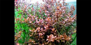 Людвігія Оваліс Рожева / Ludwigia Ovalis Pink