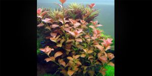 Людвігія Оваліс / Ludwigia Ovalis