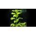 Людвігія Болотяна Зелена / Ludwigia Palustris Green