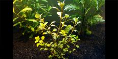 Ludwigia Palustris Green